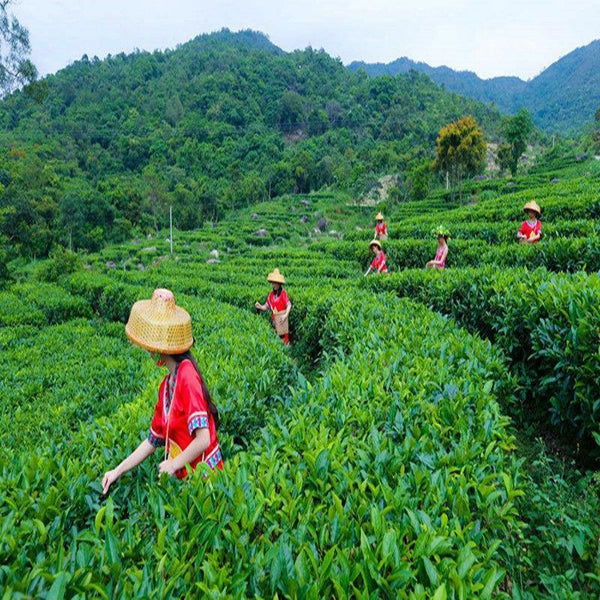 Tieguanyin Green Tea Alpine Jinxuan Tea Organic Milk Oolong Tea Milk Tea