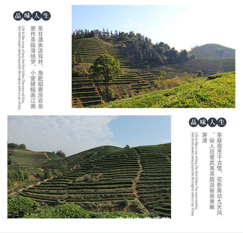 HelloYoung Taiwan High Mountain Tea Frozen Top Oolong Golden Day Oolong Tea 150g Pack