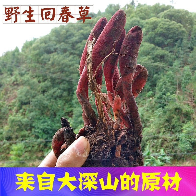 Rejuvenation Herb Tea Dingtianzhu Amaranth Cistanche and Ageless Grass Men's Tea
