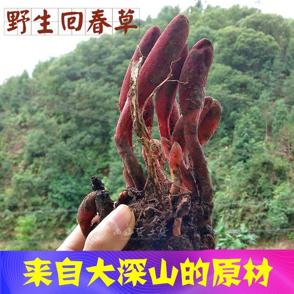 Rejuvenation Herb Tea Dingtianzhu Amaranth Cistanche and Ageless Grass Men's Tea