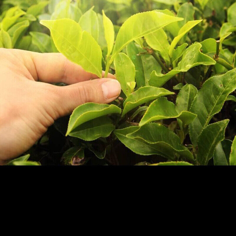 HelloYoung White Tea Cake Slimming Healthy Drink Natural 200g Yunnan Old White Tea Big Leaf