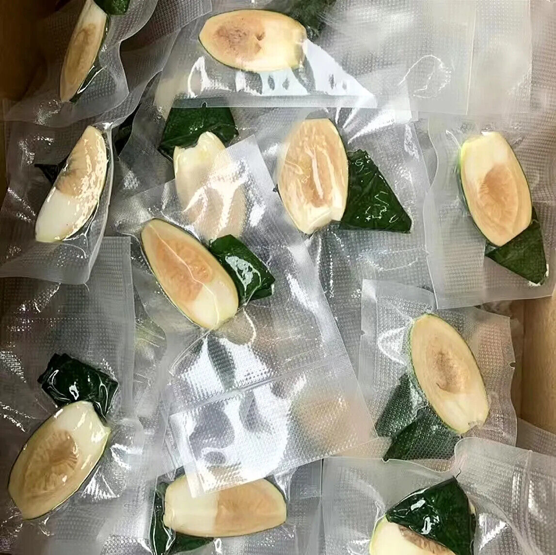 120 x YOUNG BETEL NUTS Areca Catechu nut FREE PRIORITY SHIPPING Palm nut