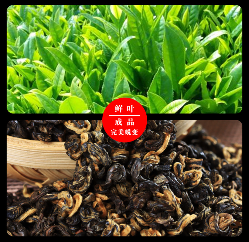 HelloYoung 500g Yunnan Ancient Black Tea Golden Silk Golden Snail Fengqing Dian Hong Tea