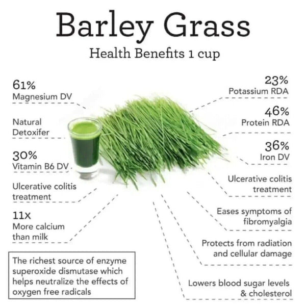 Navitas Barley Grass Powder 3gx20pcs Pure Organic Premium Natural Green
