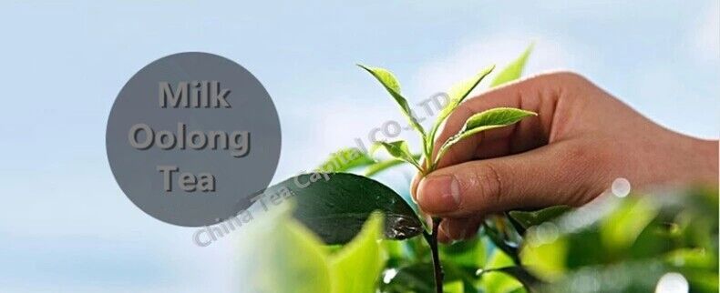 Super JinXuan Tea Milk Oolong Tea Top Grade Green Tea Taiwan Milk Tea gift 50g