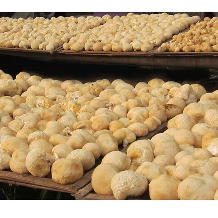 Organic Dried Hericium Erinaceus Wholesome Herbal for Cooking Health Care 2Pcs