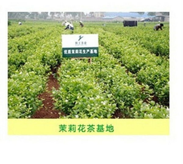 HelloYoung Ecology Food Organic Blooming Herbal Tea Loose Leaf Dried Jasmine Flower Tea 50g