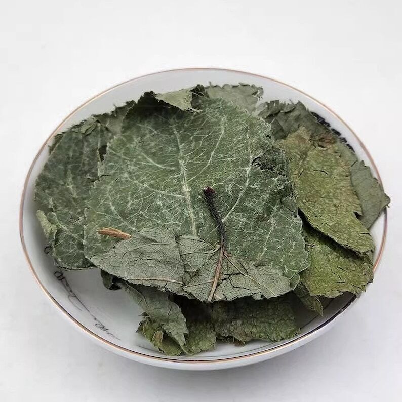 Organic Dried Folium Eucommia Eucommia Ulmoides Oliv Eucommia leaf Du Zhong Ye Secondary image