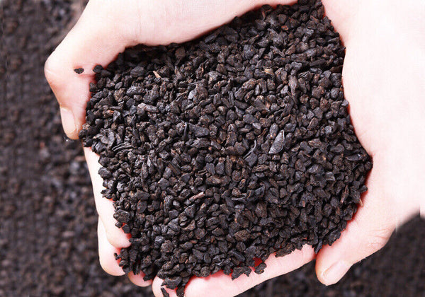 Broken Silver Yunnan Menghai Old Ripe Pu'er Tea Glutinous Fragrant Tea Fossil