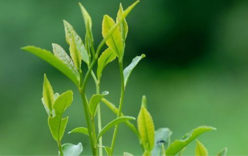 HelloYoung Top Grade 100% JASMINE DRAGON PEARLS TEA Natural Jasmine Flower Green Tea 250g Main image