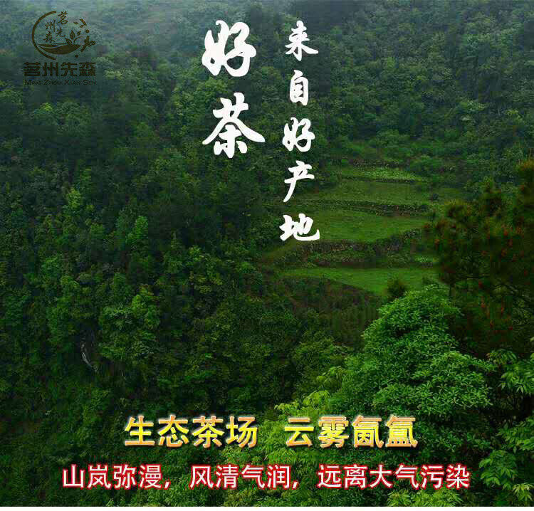 HelloYoung Guizhou Alpine Tea Bird's Tongue Mao Jian Tea Pieces Bulk Alpine Yunwu Tea Piece