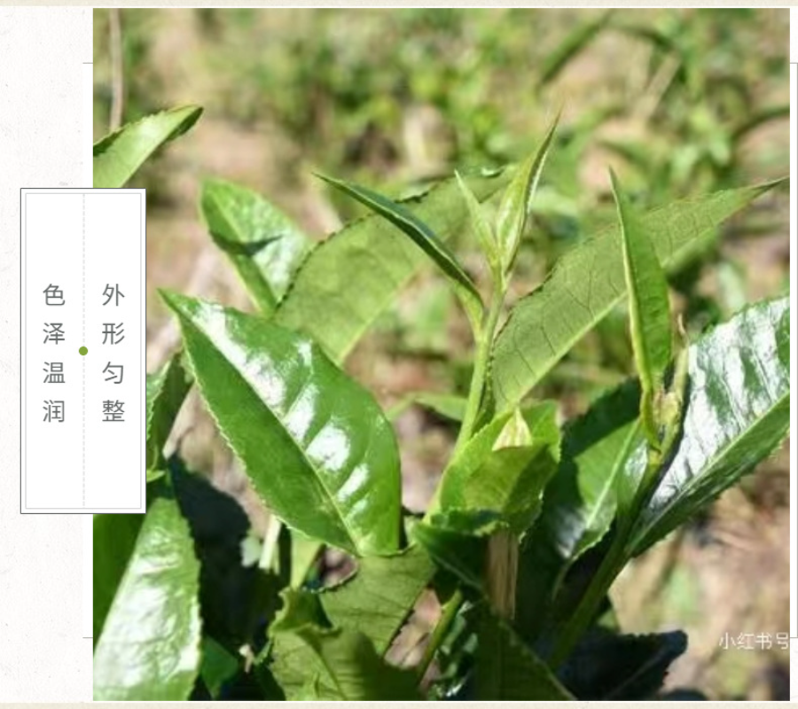 HelloYoung Yunnan Tea Nannushan First Spring Ancient Pu'er Tea Raw Tea 357g Cake Tea