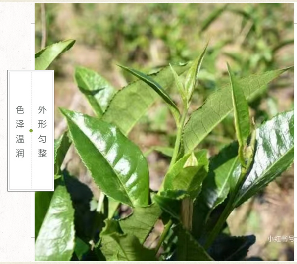 HelloYoung Yunnan Tea Nannushan First Spring Ancient Pu'er Tea Raw Tea 357g Cake Tea