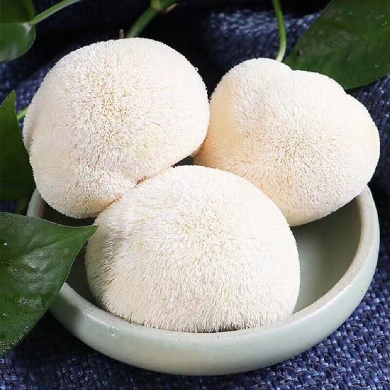 HelloYoung 100% Organic Natural Dried Lion's Mane Mushroom Chinese Herbs Healthy Care 500g