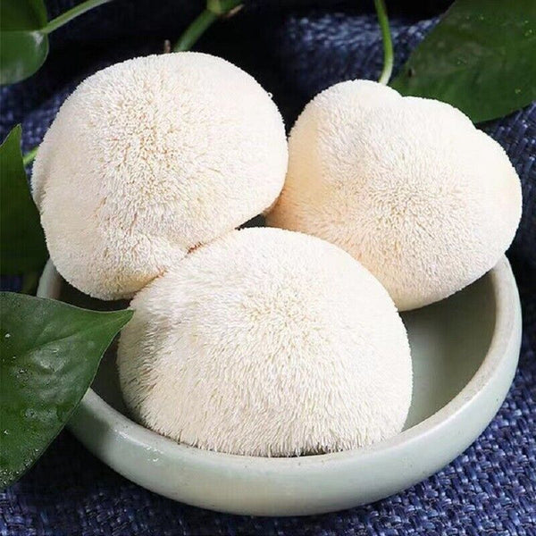HelloYoung 100% Organic Natural Dried Lion's Mane Mushroom Chinese Herbs Healthy Care 500g