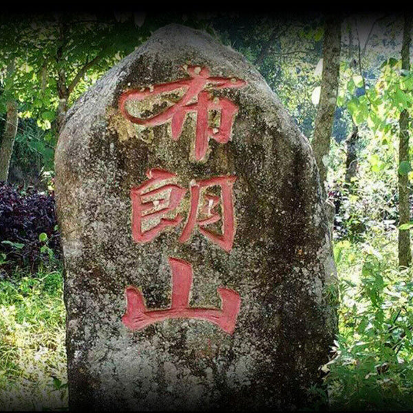 HelloYoung Xin Yi Hao Bulang Mountain Puerh 200 Years Old Tree Tuo Cha Ripe Pu-erh Tea 500g