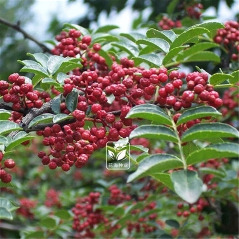 HelloYoung 250g 100% Natural Sichuan Szechuan Peppercorns / 四川花椒麻辣 Sichuan Red Pepper Secondary image
