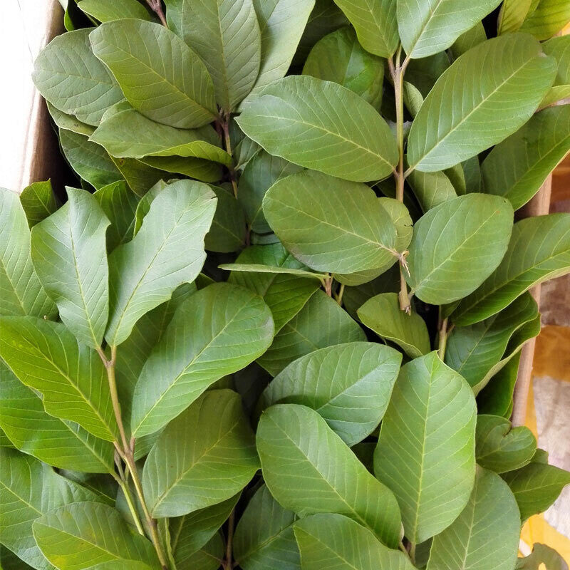 Skin Care 100% Original Raw Guava Leaves Herbal Tea Weight Loss Fat Burner Main image