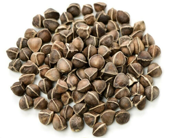 Moringa Oleifera Seeds WINGLESS Fresh Organic Semillas de Moringa Tree