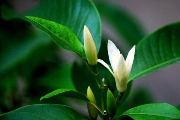 50g Dried Flower Tea Michelia Alba Flower, Flos Micheliae Albae Bai Lan Hua Tea