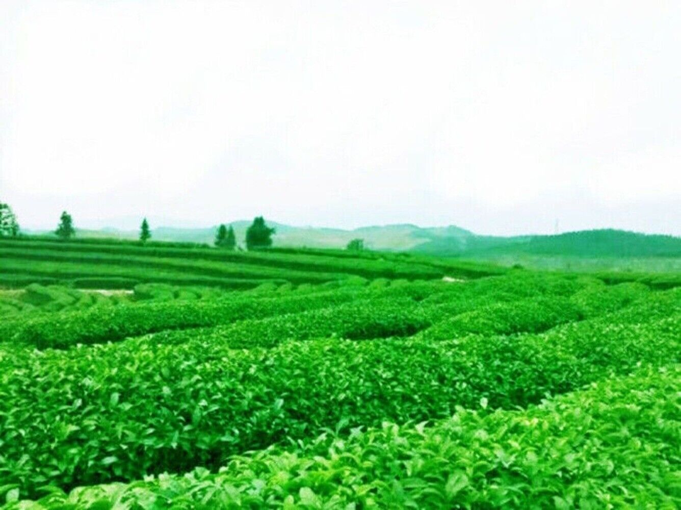 Premium Chinese Black Oolong Tea 50g Natural Slimming Tieguanyin Loose Leaf