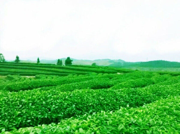 Premium Chinese Black Oolong Tea 50g Natural Slimming Tieguanyin Loose Leaf