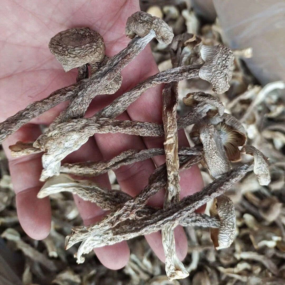 HelloYoung Premuim Dried Velvet Mushroom Antler Mushroom Deep Mountain Edible Fungi 250g Main image