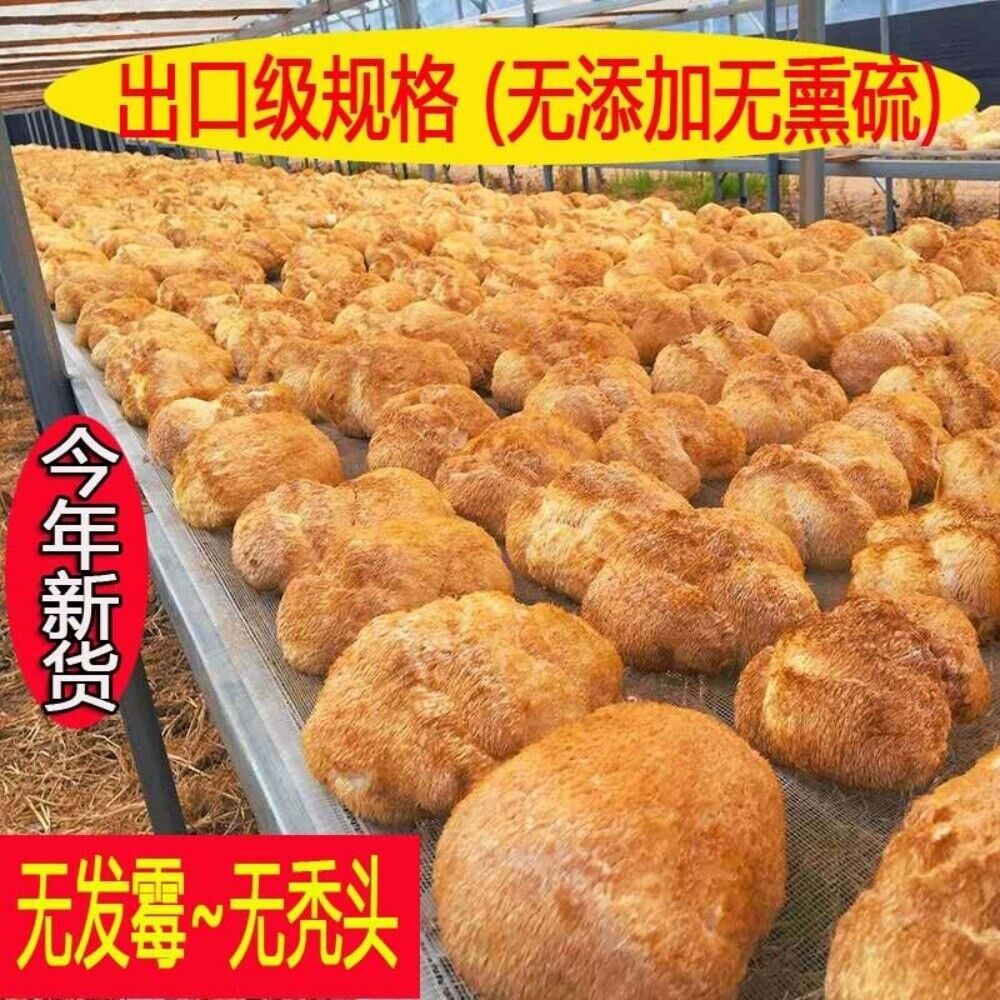 Organic Lion's Mane Mushroom 500g 100 Dried Premium Secondary image