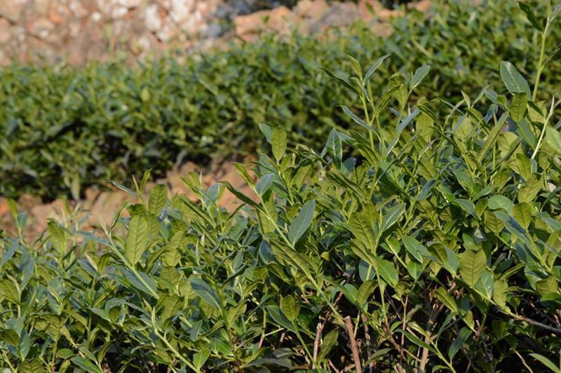 Top Grade Oolong Tea Vacuum TieGuanYin Tea Organic Natural Health Care 80g