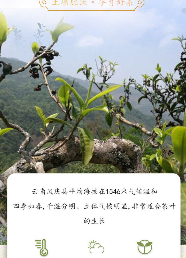 HelloYoung Yunnan Black Tea KungFu Black Tea Fengqing Lijie Gold Needle Honey Gold Bud8.8oz