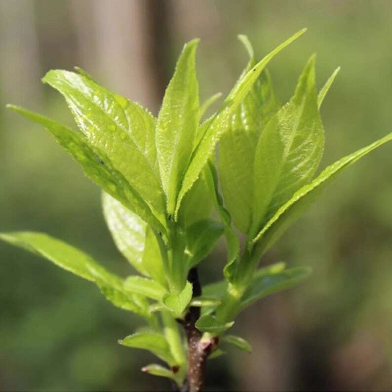 Organic Dried Folium Eucommia Tea Eucommia Ulmoides Oliv Tea Eucommia leaf Tea