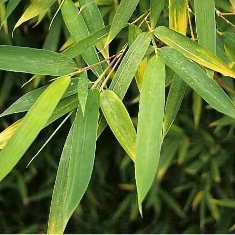 Organic Leaf Quality Natural Pure Herbal Bamboo Dried Leaves Tea Bags Zongzi Secondary image