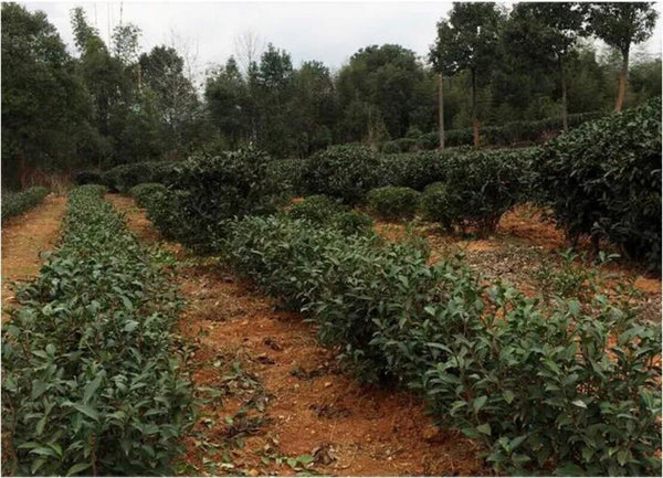 HelloYoung New Fuding White Shoumei Lao Bai Cha Old White Tea Natural Health Care 300g