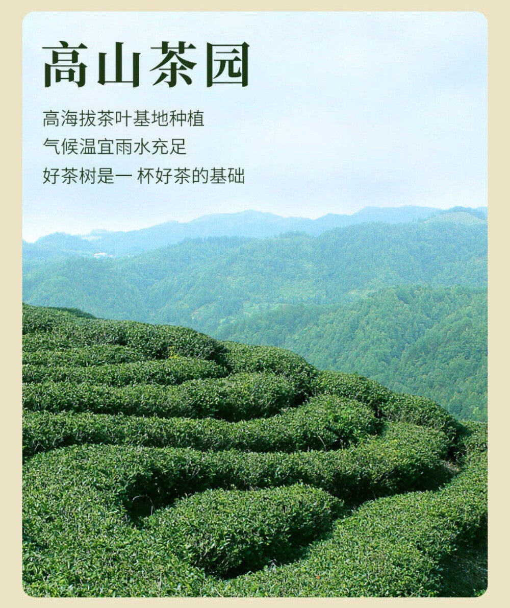 2025 Biluochun Green Tea Premium Loose Leaf Mountain Fresh