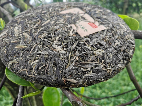 HelloYoung Yiwu Jiao Mu Pu'er Tea Yunnan Raw Tea Cake Primeval Forest Ecological Tea 12.6oz