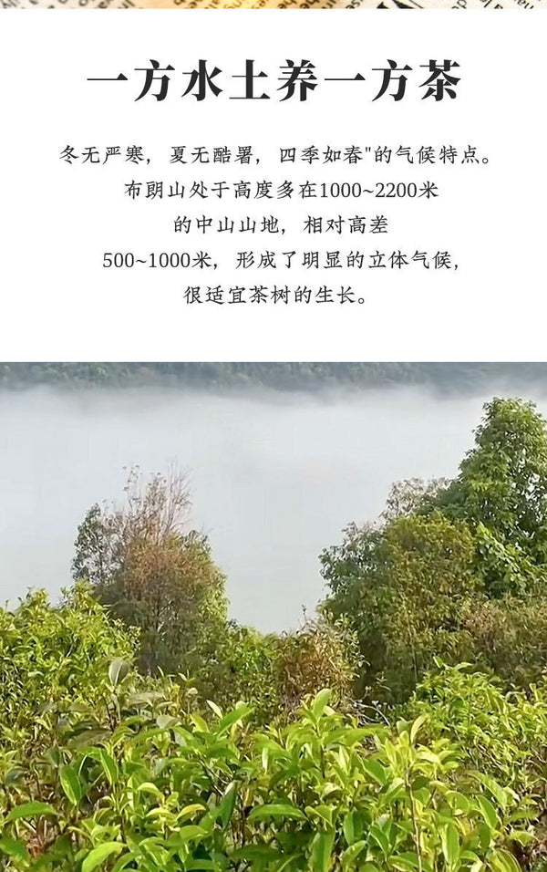 Yunnan Pu'er Raw Tea Cake Brown Mountain Old Tree Round Tea Exclusive Edition