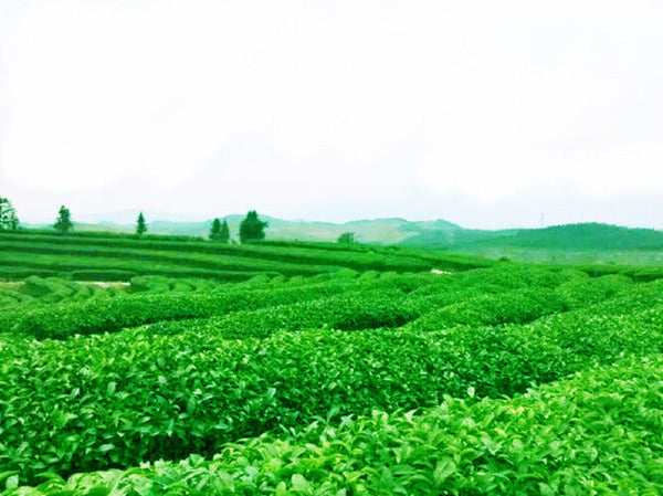 HelloYoung Tieguanyin Roast TiKuanYin Oolong tea Black Tea High Quality Chinese 50g