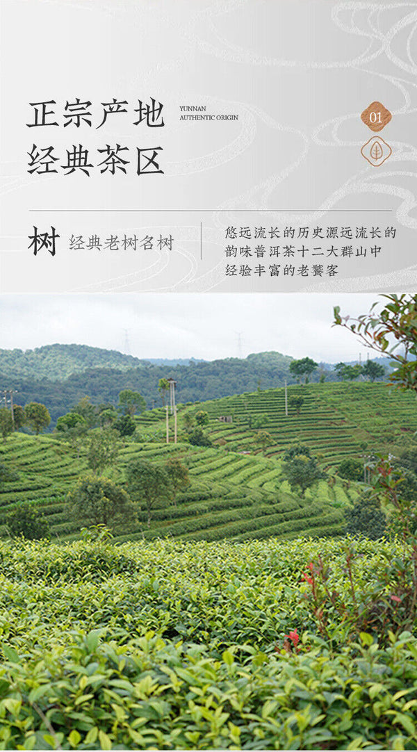 100% Pure Puerh Busy Lushan Cha Zun Pu-erh Tee 357g Raw Tea Cake