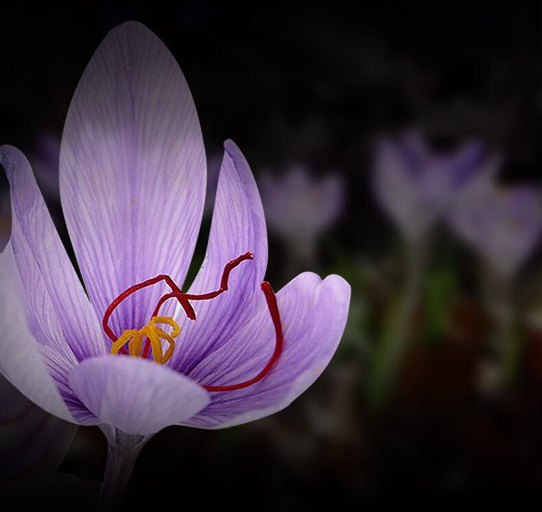 Luxury 1g Saffron Threads: Pure & Premium for Women's Wellness