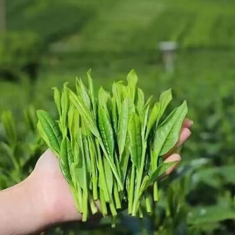Big Leaf Monkey Tea 125g High Mountain Tai Ping Hou Kui Green Tea Gift Tea