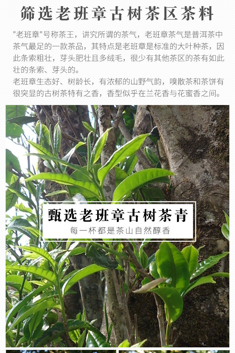 100g Yunnan Pu'er Tea Lao Ban Zhang Ripe Tea CakeQizi Cake Tea Ripe Pu'er Tea