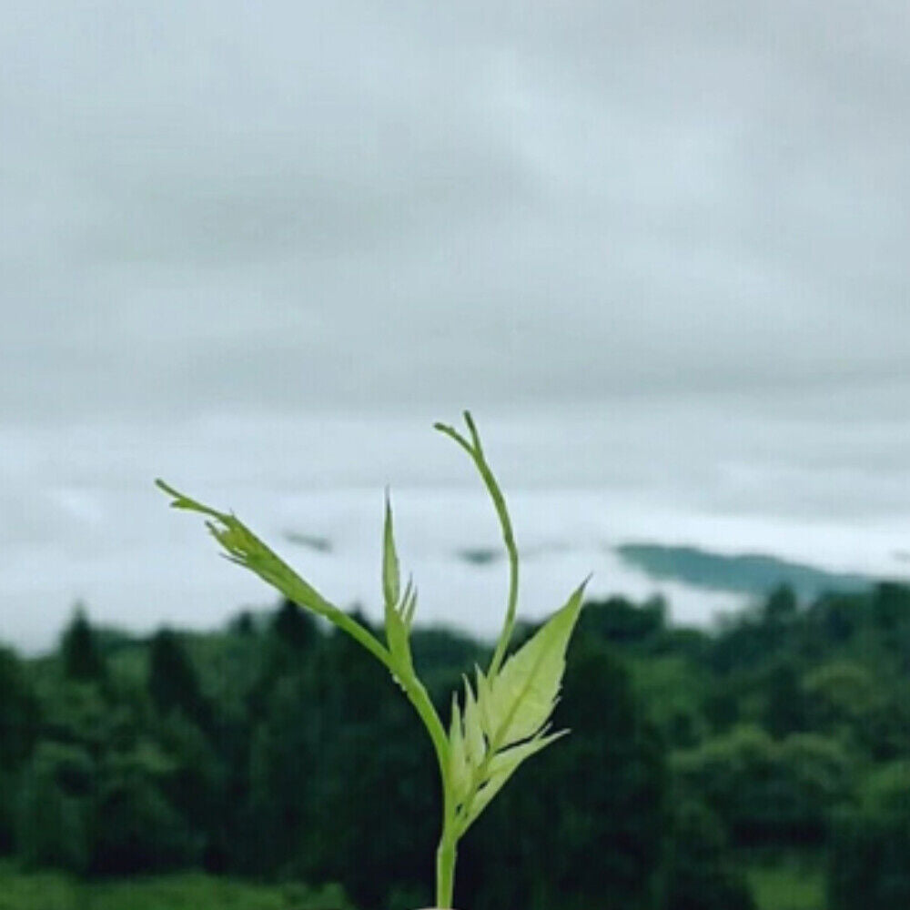 HelloYoung Organic Ecology Tea Top Grade ZhangJiaJie Mao Yan Mei Moyeam Wild Vines Teng Cha