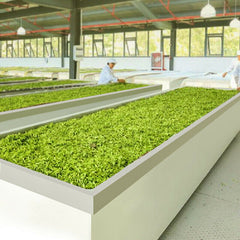 HelloYoung 40g Anji White Tea Baicha Natural Spring New Tea Healthy Herbal Tea八马茶叶 正宗安吉白茶