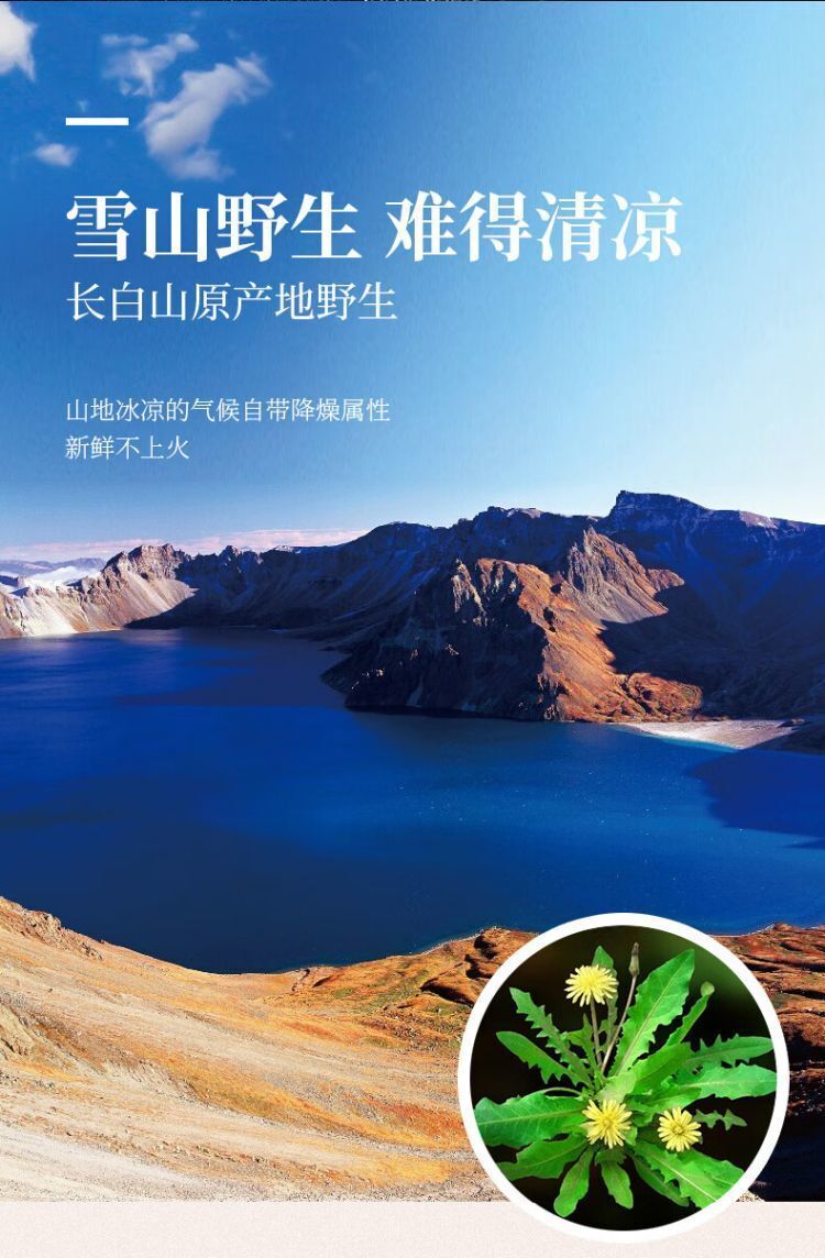 Dandelion Root Tea Herbal Tea Changbaishan Dandelion Root Tea 250g