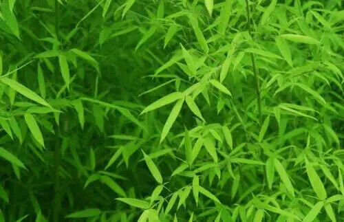 Organic Quality Bamboo Leaf Tea Lophatherum Gracile Tea Herbal Tea