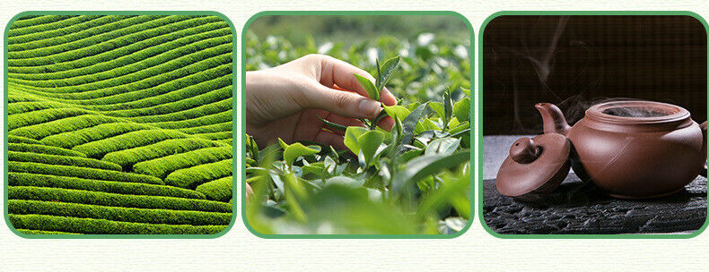 HelloYoung New Tea Shandong Rizhao Green Tea Rizhao Jufeng Buluo Green Tea 500g/1.1lb