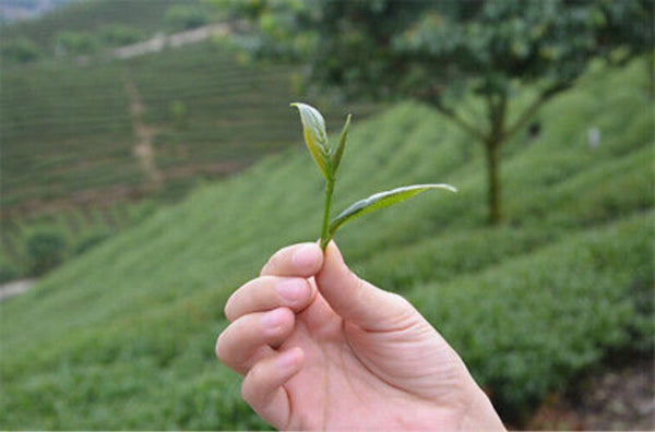 Yunnan Dian Hong Black Tea 250g Premium 58 Series Famous Chinese Loose Leaf