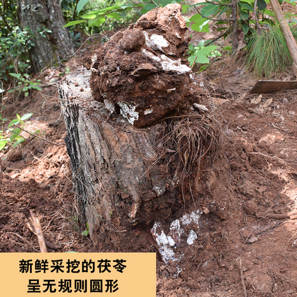HelloYoung 500g Genuine Poria Cocos Organic Herbbal Tea Used for Soup Porridge Health Care