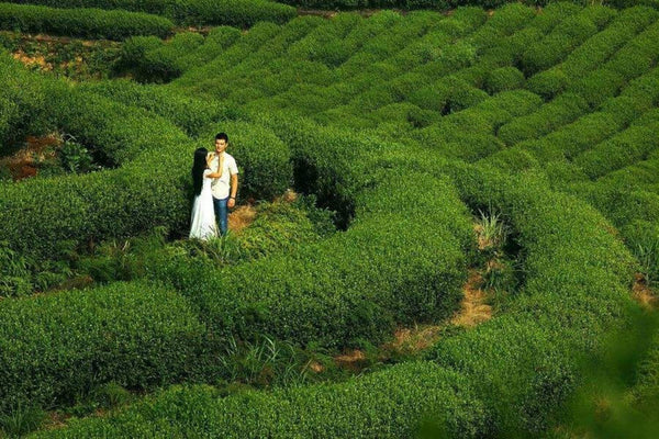 AAAAA Anxi Tieguanyin Oolong 50g Premium Green Tea Direct