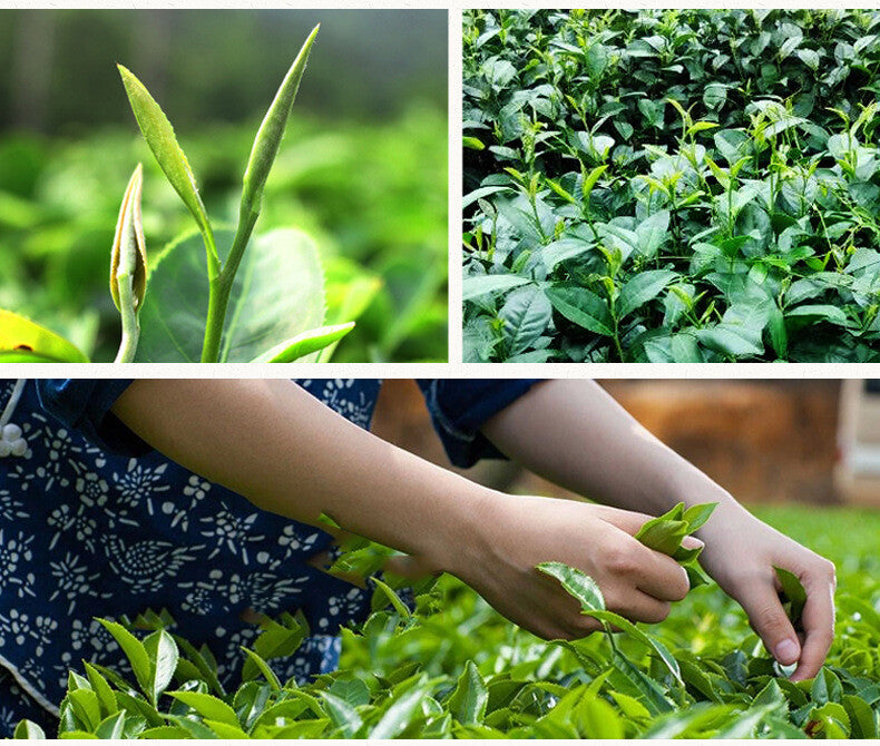 Wuzhishan Black Tea 100g Hainan High Mountain Large Leaf Cloud Mist Specialty